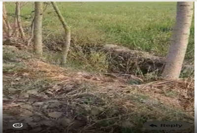 زمین کشاورزی بابل روستای بیجی کلا ۷۲۰۰ متر