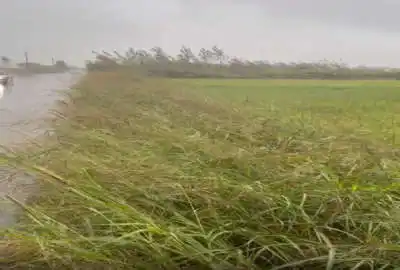 زمین ۱۰۰۰ متر بر جاده اصلی روستای اسلام محله