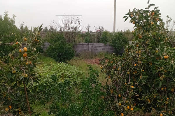 باغ مرکبات جاده قائمشهر روستای هریکنده ۳۸۰ متر-1