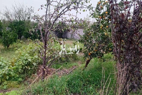 باغ مرکبات جاده قائمشهر روستای هریکنده ۳۸۰ متر-3