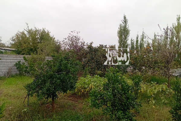 باغ مرکبات جاده قائمشهر روستای هریکنده ۳۸۰ متر-4