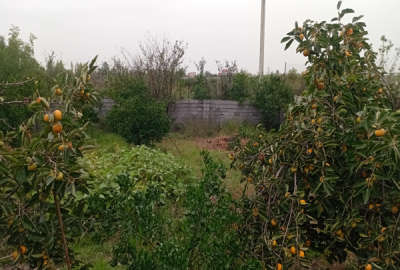 باغ مرکبات جاده قائمشهر روستای هریکنده ۳۸۰ متر