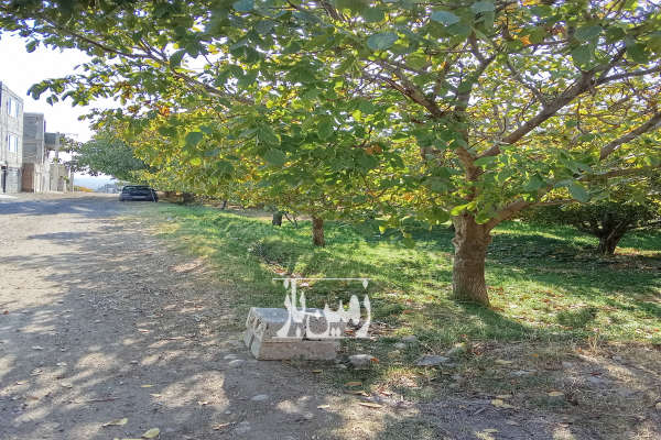 زمین سردختی روستای نوا با درختان ۱۴۵۰ متر-4