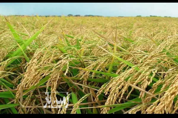 زمین کشاورزی سنگدوین روستای باغه شورتپه ۴۲۰۰۰ متر-1
