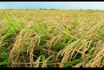 زمین کشاورزی سنگدوین روستای باغه شورتپه ۴۲۰۰۰ متر