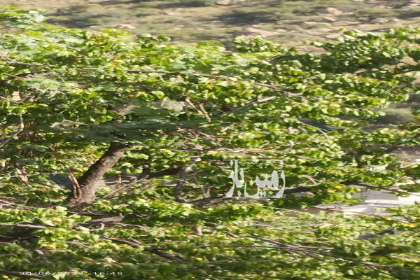 زمین باغ رودهن بلوار شریعتی جاده لواسانات ۵۰۰ متر-4
