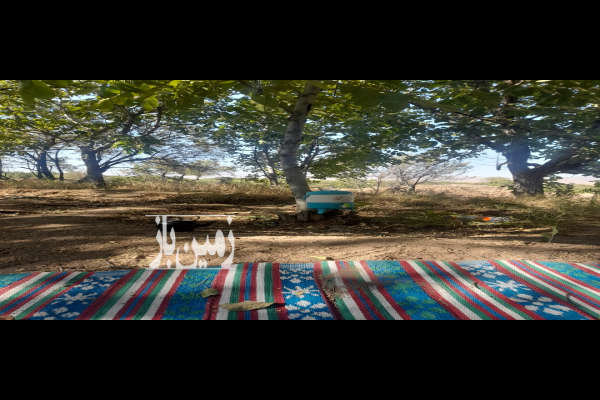 باغ گردو و بادام در نوبران مداوا ۷۰۰ متر-2