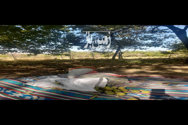 باغ گردو و بادام در نوبران مداوا ۷۰۰ متر-3