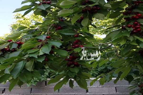 باغ با درختان بازده لواسان بزرگ روستای نیکنام ده ۳۰۰ متر-1