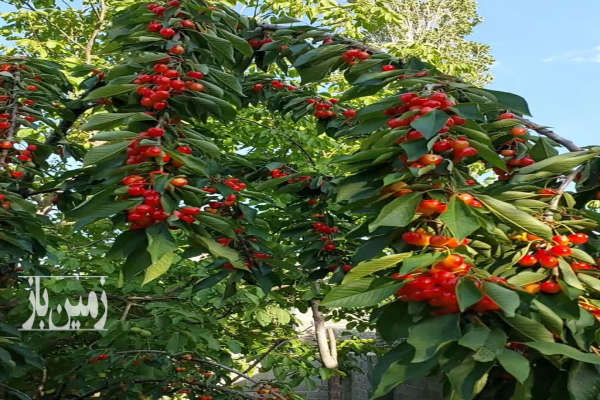 باغ با درختان بازده لواسان بزرگ روستای نیکنام ده ۳۰۰ متر-2