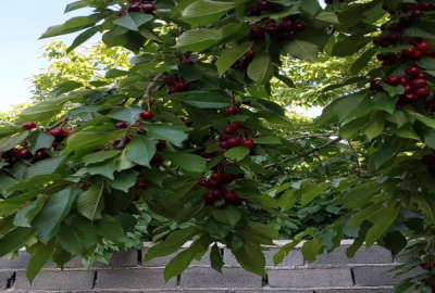 باغ با درختان بازده لواسان بزرگ روستای نیکنام ده ۳۰۰ متر