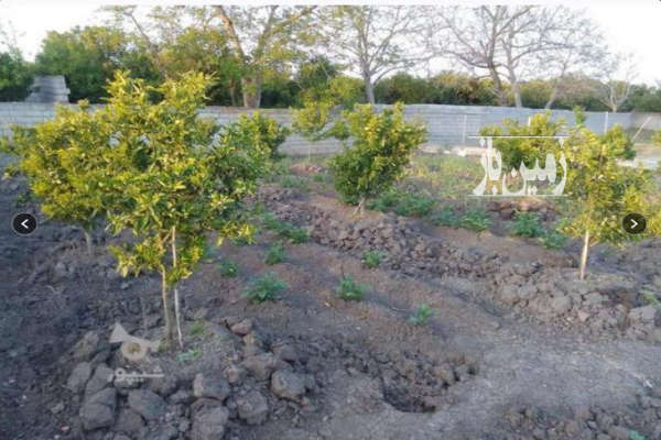 زمین ۳۰۰ متر بابل جاده کیاکلا روستای موزیگله-1