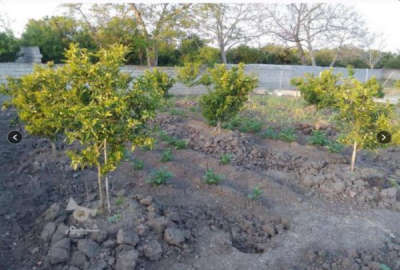 زمین ۳۰۰ متر بابل جاده کیاکلا روستای موزیگله