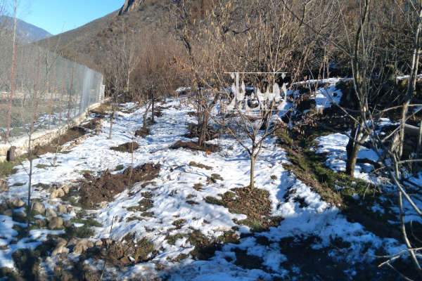 باغ میوه روستای سما کجور ۶۵۰ متر-2
