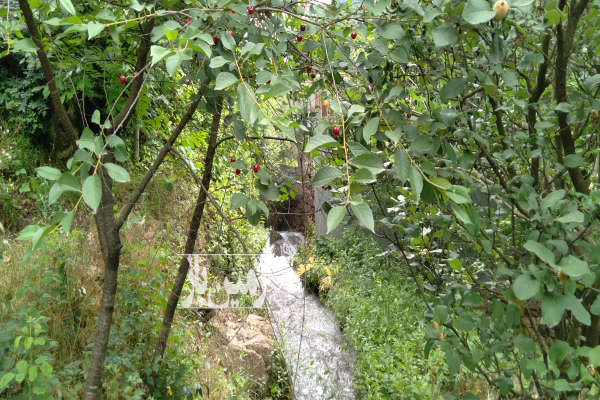 باغ میوه روستای سما کجور ۶۵۰ متر-4