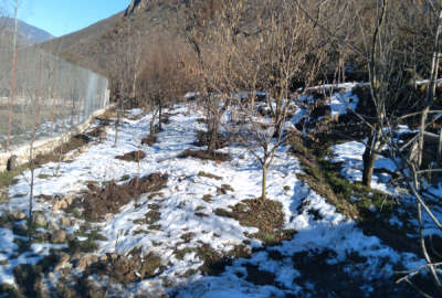 باغ میوه روستای سما کجور ۶۵۰ متر