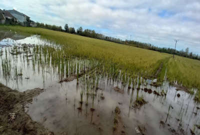 زمین شالیزار ۱۰ هزار متری لنگرود انزلی محله کوی شعبانی