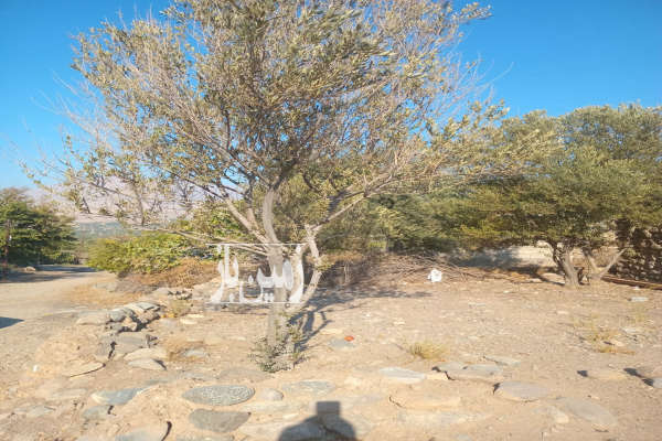 زمین در طارم روستای تسکین ۲۰۰ متر-2