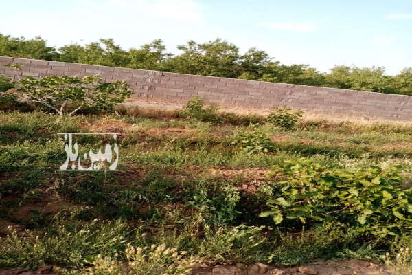 باغ پسته اکبری واقع در روستای حسین آباد ۵۰۰۰ متر-1