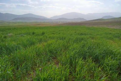 زمین ۱۰جریب دیم درسودجان جهت کشاورزی یاباغ