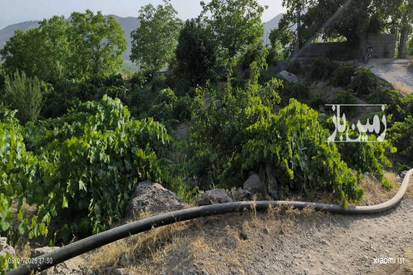 زمین با کاربری باغی سیسخت ۱۰۵۰ متر-4