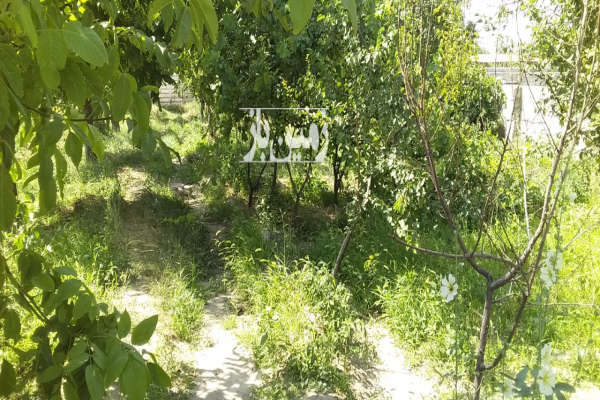 باغ هزار متری در خسروشاه تبریز-1