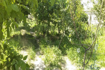 باغ هزار متری در خسروشاه تبریز