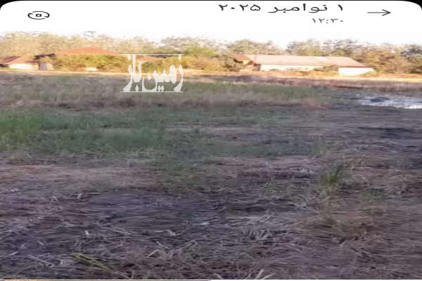 زمین شالیزار همراه خانه روستایی سنددار در لنگرود-4