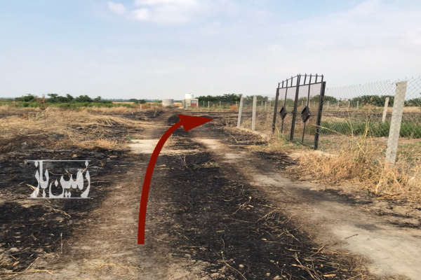 زمین کشاورزی ۲۰۰ متری در شموشک پایین-2