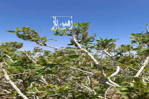 زمین پسته احمدآقایی حسن آباد بافق ۸۵۰۰ متر-2