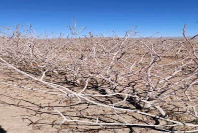 زمین پسته احمدآقایی حسن آباد بافق ۸۵۰۰ متر