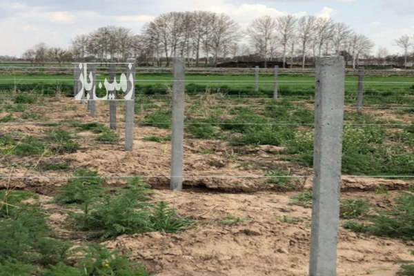 زمین باغی ۵۰۰ متر در باغ سارینا-1