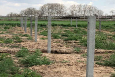 زمین باغی ۵۰۰ متر در باغ سارینا