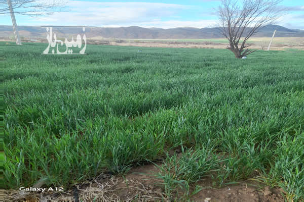 زمین کشاورزی ۲۲۰ هکتار چسبیده به بافت-1