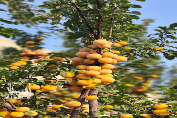 خونه باغ ۵۰۰۰ متر در شهرستان تاکستان سند تک برگ-1