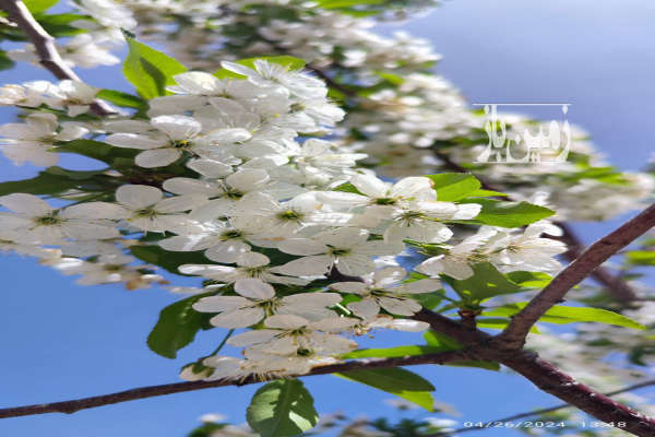 خونه باغ ۵۰۰۰ متر در شهرستان تاکستان سند تک برگ-4