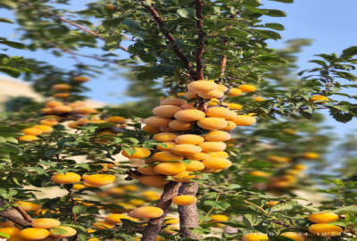 خونه باغ ۵۰۰۰ متر در شهرستان تاکستان سند تک برگ