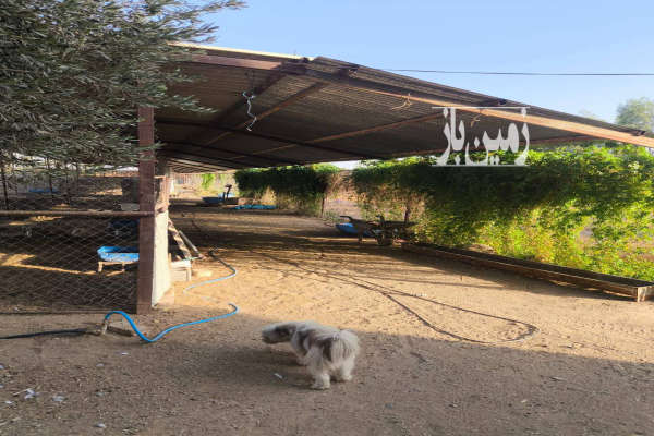 زمین پرورش دامداری آماده به کار در ابوزیدآباد ۶۰۰۰ متر-1