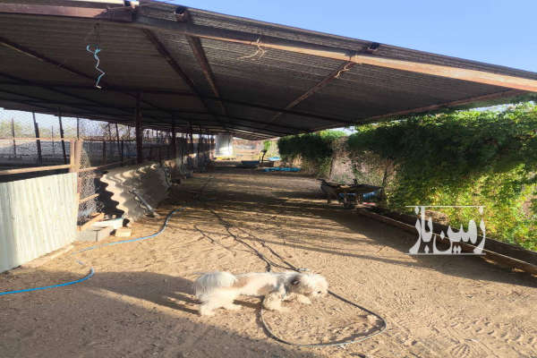 زمین پرورش دامداری آماده به کار در ابوزیدآباد ۶۰۰۰ متر-3