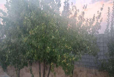 باغ شهری ۱۰۰۰متری دارلین سپیدان مجموعه مینو