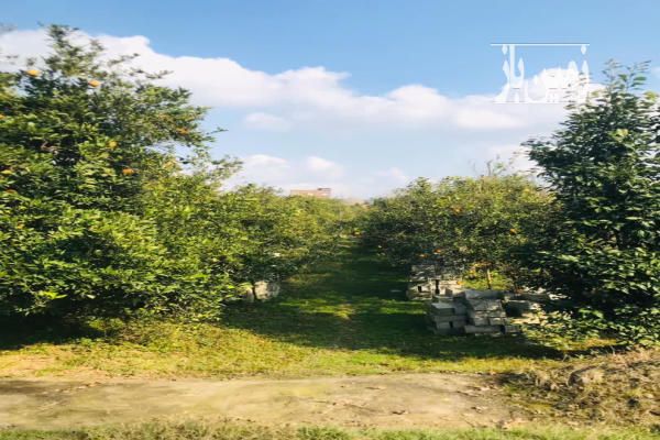 زمین بابلکنار مرزیکلا پشت پاساژ حاجی تبار ۸۵۰ متر-4