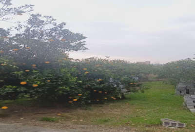 زمین بابلکنار مرزیکلا پشت پاساژ حاجی تبار ۱۰۰۰ متر