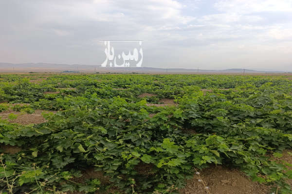 باغ انگور و زمین خنداب روستای غینرجه ۲۵۰۰۰ متر-1