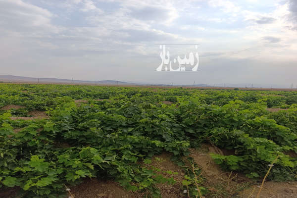باغ انگور و زمین خنداب روستای غینرجه ۲۵۰۰۰ متر-2