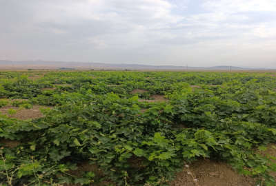 باغ انگور و زمین خنداب روستای غینرجه ۲۵۰۰۰ متر