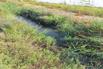 زمین مناسب باغچه درکوچه باغ فدک ۱۲۰۰ متر