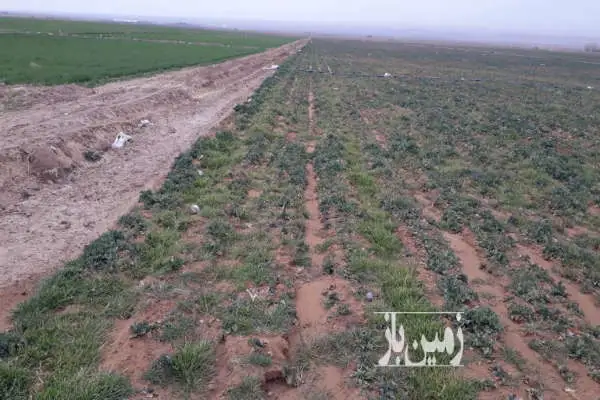 زمین ۸۰۰۰ متر مجوزدار نزدیک جاده تبریز اهر - تصویر 1