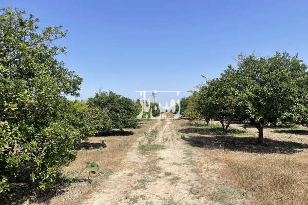 باغ مرکبات به مساحت ۴ هکتار ساری جاده دریا-4