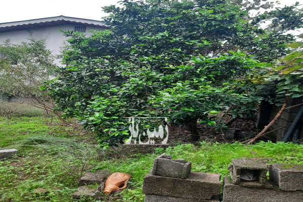 زمین شهری مسکونی رودسر خیابان فلسطین ۲۲۷ متر-4