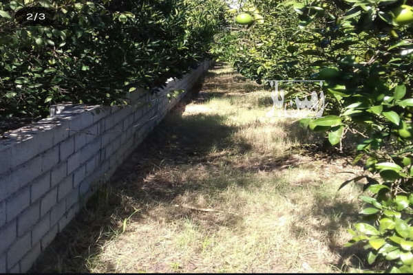 باغ در بابلسر هادی شهر روستای درزی محله ۱۱۰۰ متر-2